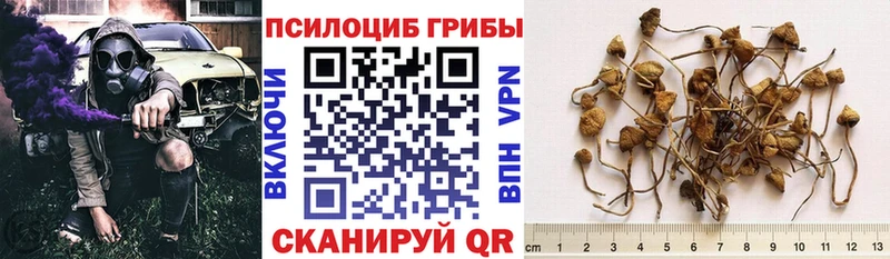 Галлюциногенные грибы Cubensis  Губкин 
